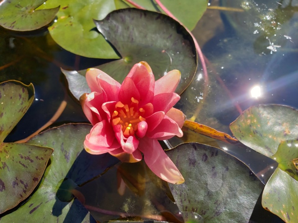 water lily (Medium)