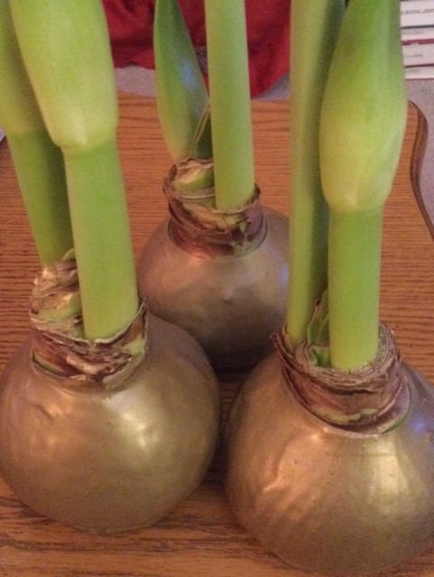 waxed-amaryllis-bulbs