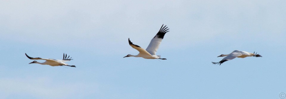 Whooping Cranes (Kim Mann)