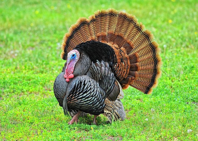 Wild_Turkeys