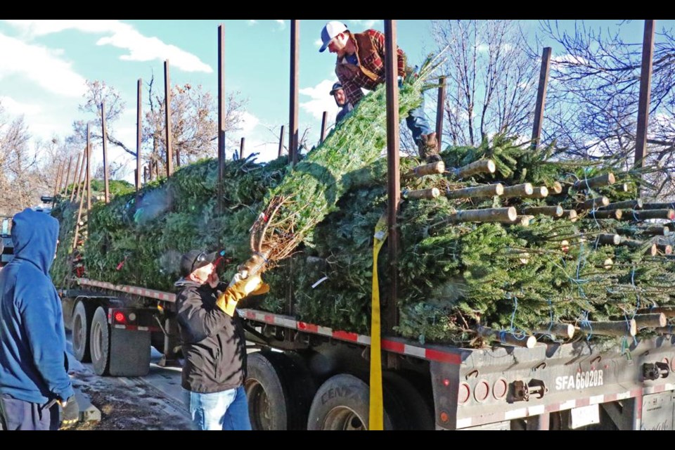 Balsam and Fraser fir trees, delivered by a company in Okotoks, were unloaded at the Young Fellows tree lot on Monday morning, and the lot will open for the season on Saturday, Nov. 25.
