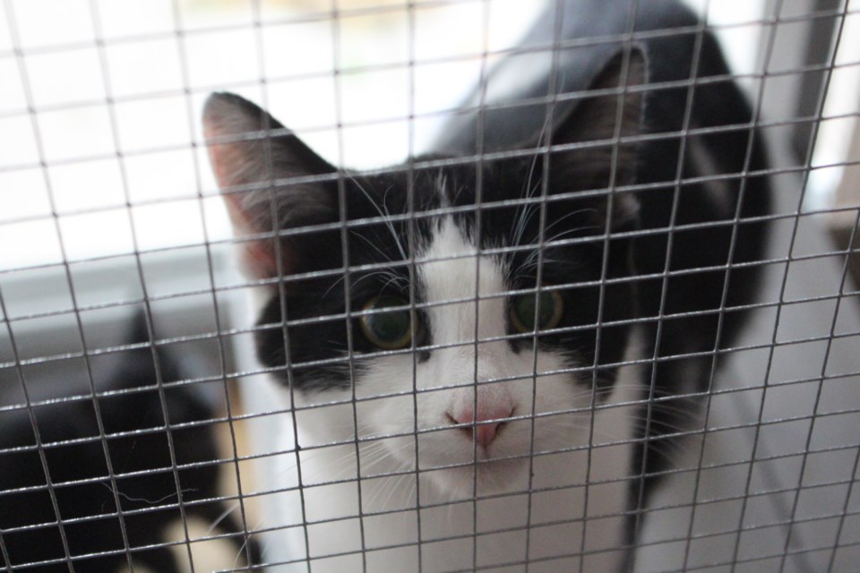 One of several furry friends up for adoption from Paws and Claws Animal Rescue.