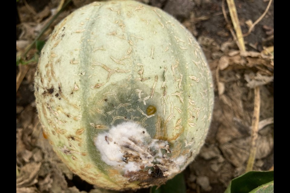 Early melon infection with white mould.