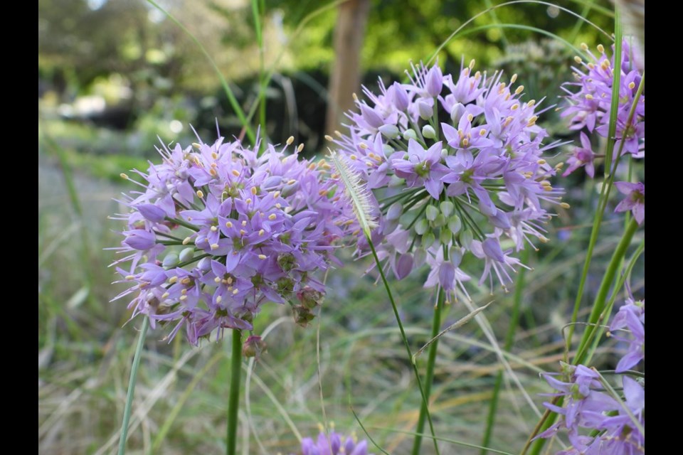 Blue allium caeruleum is related to the lily.