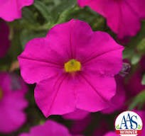 Enviva pink is a cross between a petunia and a calibrachoa. 