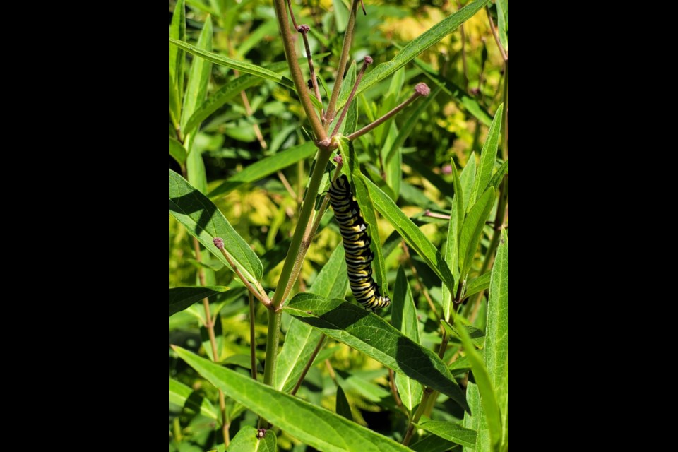 Monarch caterpillar devouring a Swamp milkweed leaf from the bottom up. 