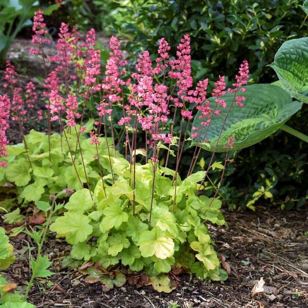 Pink to red flowers emerge faithfully in early June and continue blooming for well over a month. 