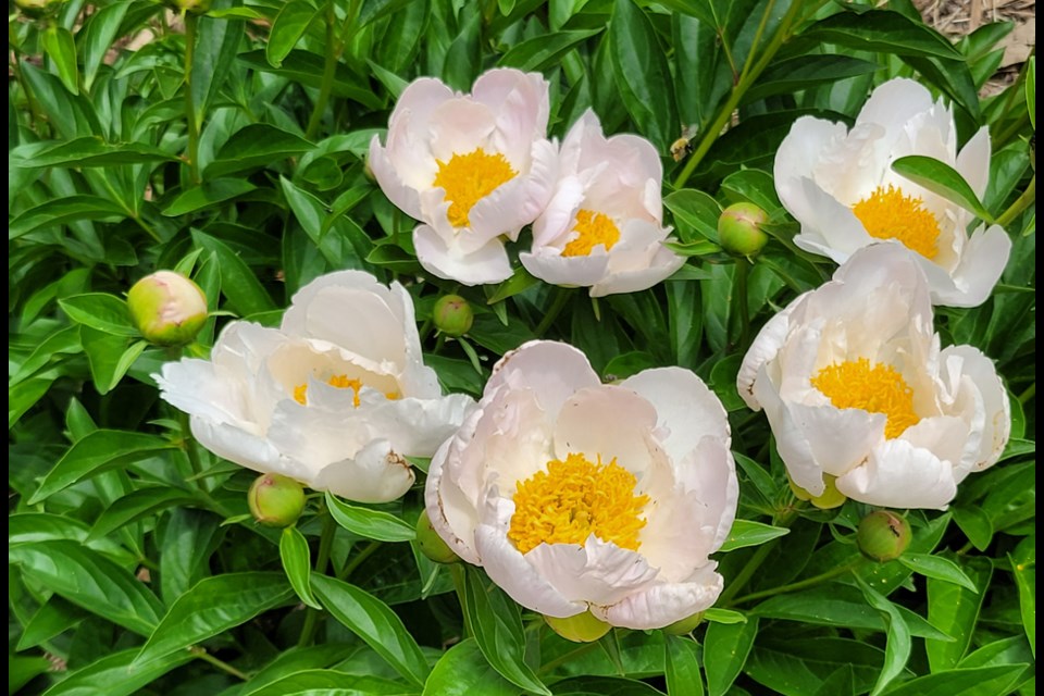 Krinkled White peony at the Heritage Rose Garden in Saskatoon.