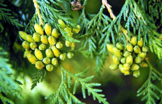 640px-thuja_occidentalis