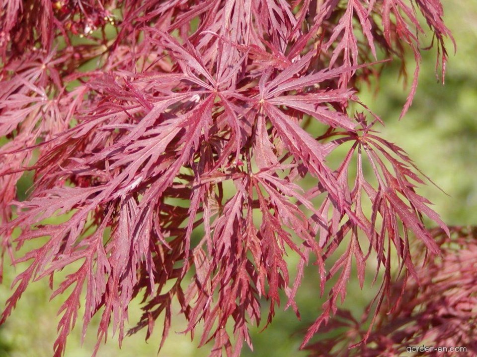 acer-palmatum-dissectum-atropurpureum