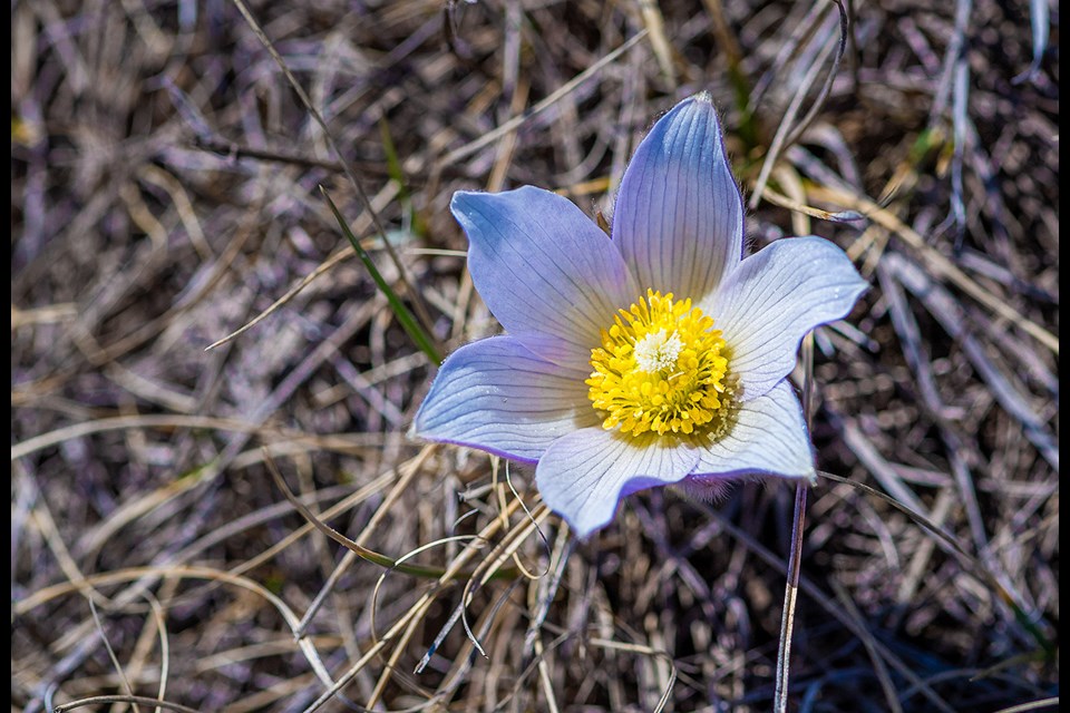 The sure sign of spring. Crocus welcomed the sun.