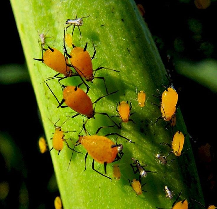 aphids0823