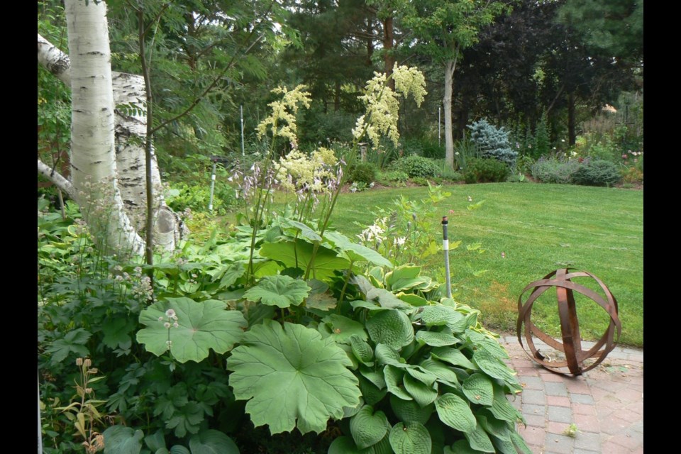 The enormous umbrella-like leaves of astilboides provide a dramatic impact in a shaded woodland garden.