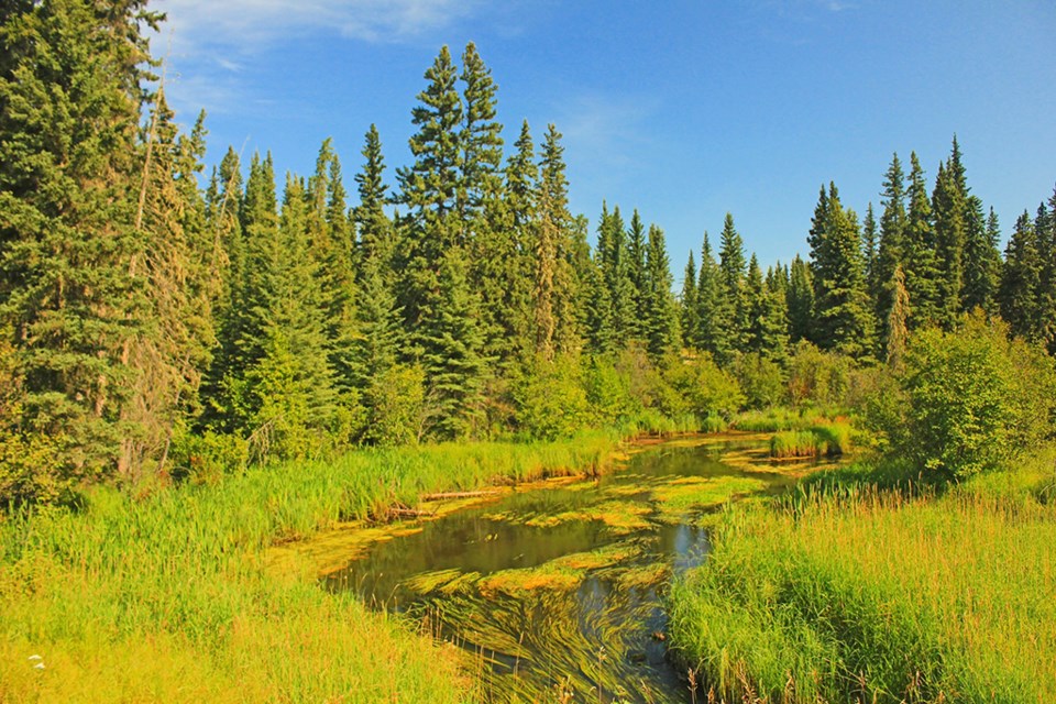 borealforestsaskatchewan