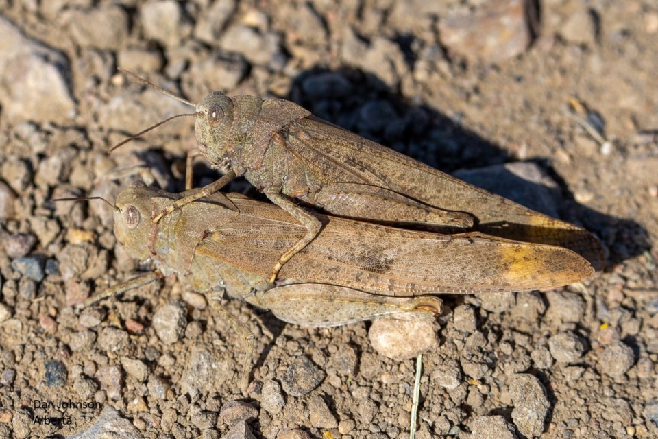 As this mating pair shows, when resting on the ground, the Carolina grasshopper is beautifully camouflaged.