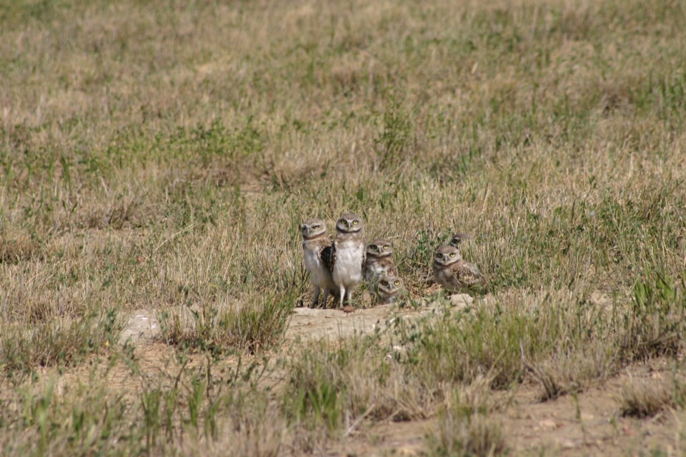 burrowing owls nature saskatchewan