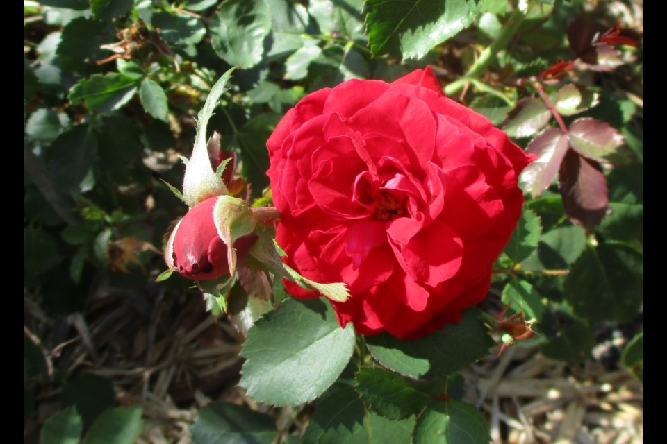     Canadian Shield rose.                           