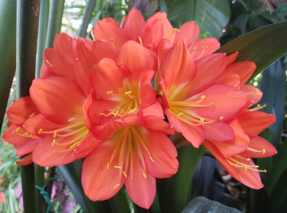 clivia-in-bloom-large