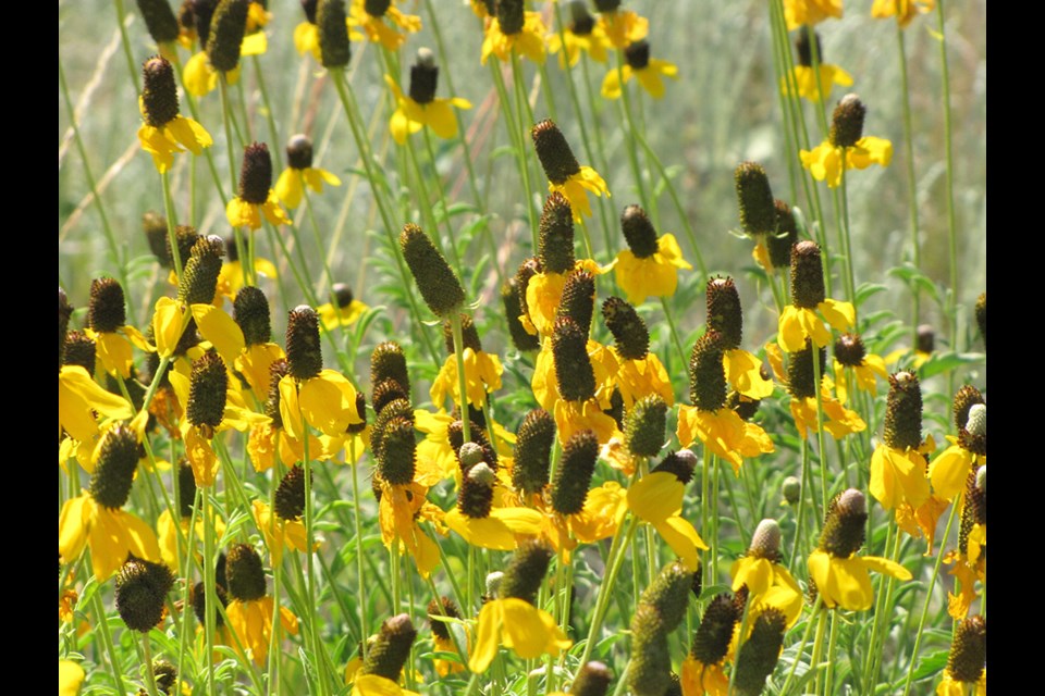 Coneflowers are common on the prairies and can be included in the prairie garden.