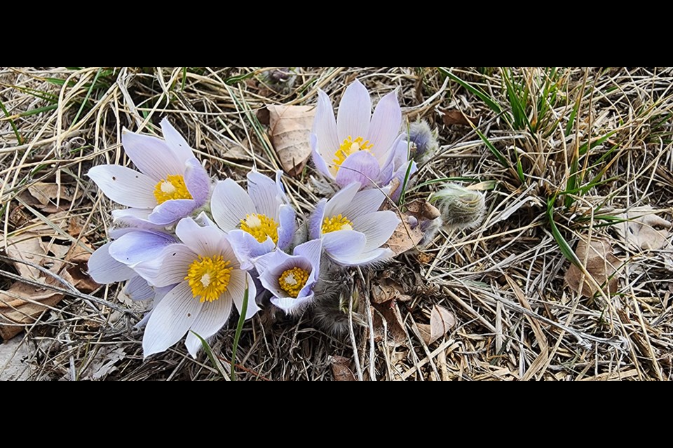 The hills where I ranch along  South Saskatchewan River are full of crocuses this year. More than I've witnessed in many years, says Kirk Friesen.