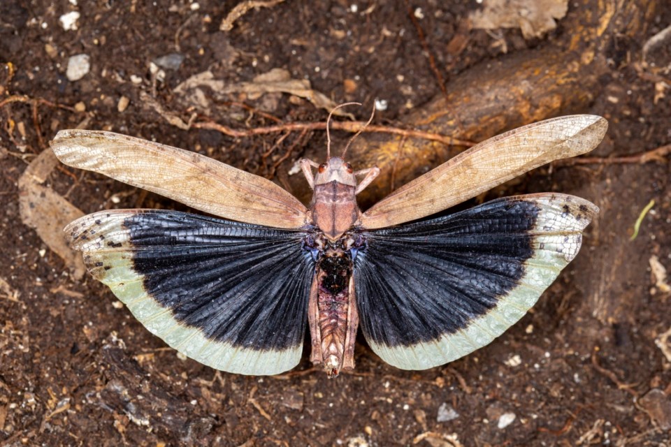 dissosteira0623