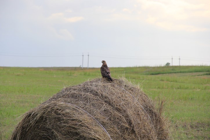 Many farmers are in the process of haying. For other crops, any rain now won’t increase yields but would have a positive effect next year.