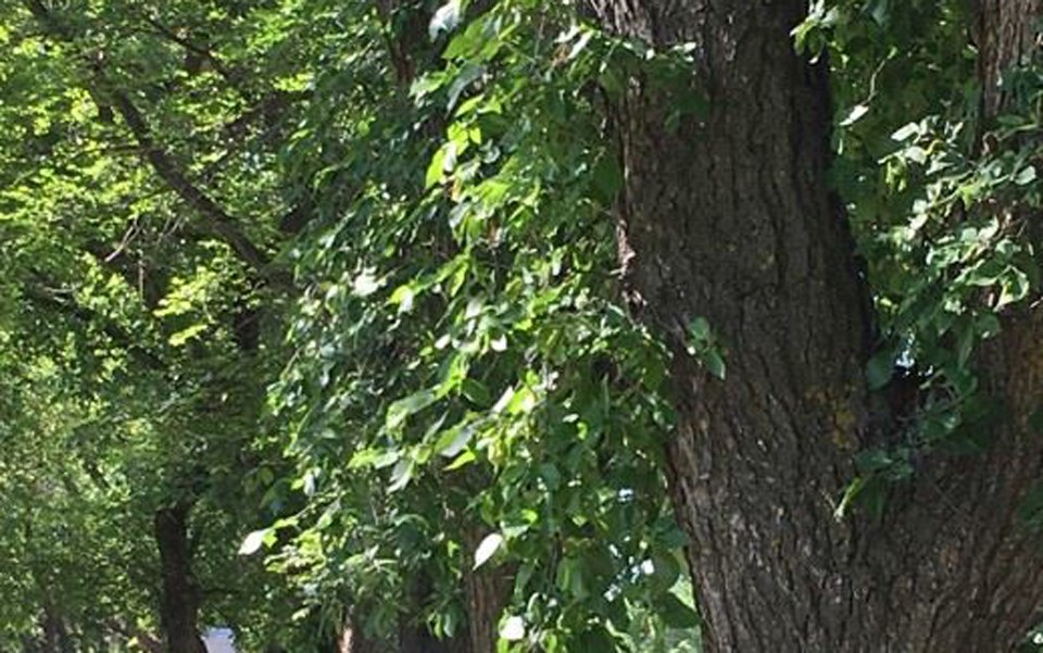 elm-trees-in-park-4947