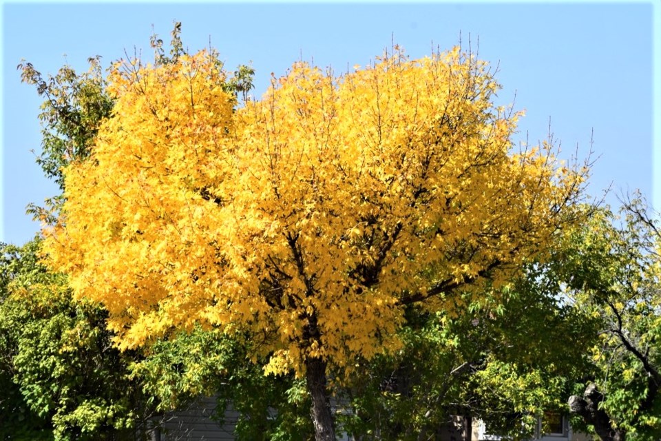 estevan-fall-colours-2023