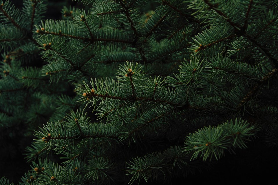 evergreen-0525