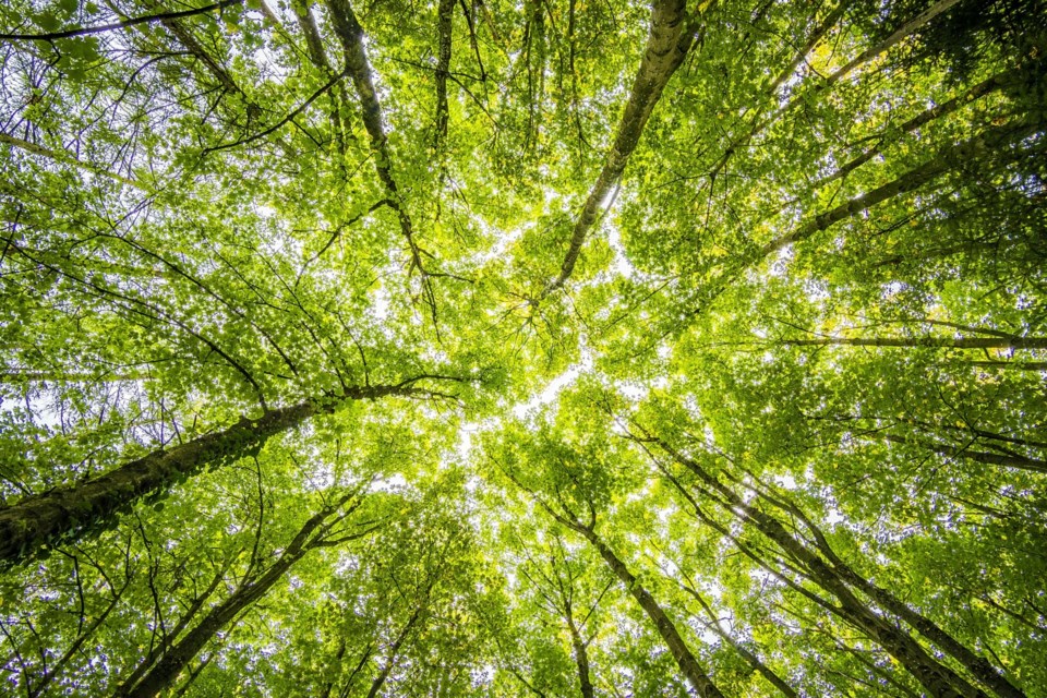 forestscene0624