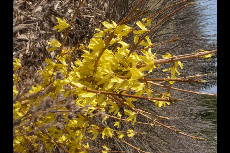 Forsythia ovata 'Northern Gold' greets the spring with bright colours.     