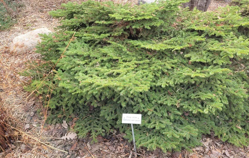 25-17-nest-spruce
