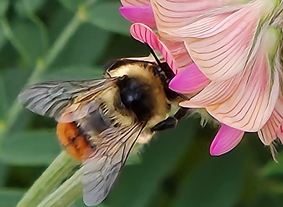 25-28-red-belted-bumble-bee