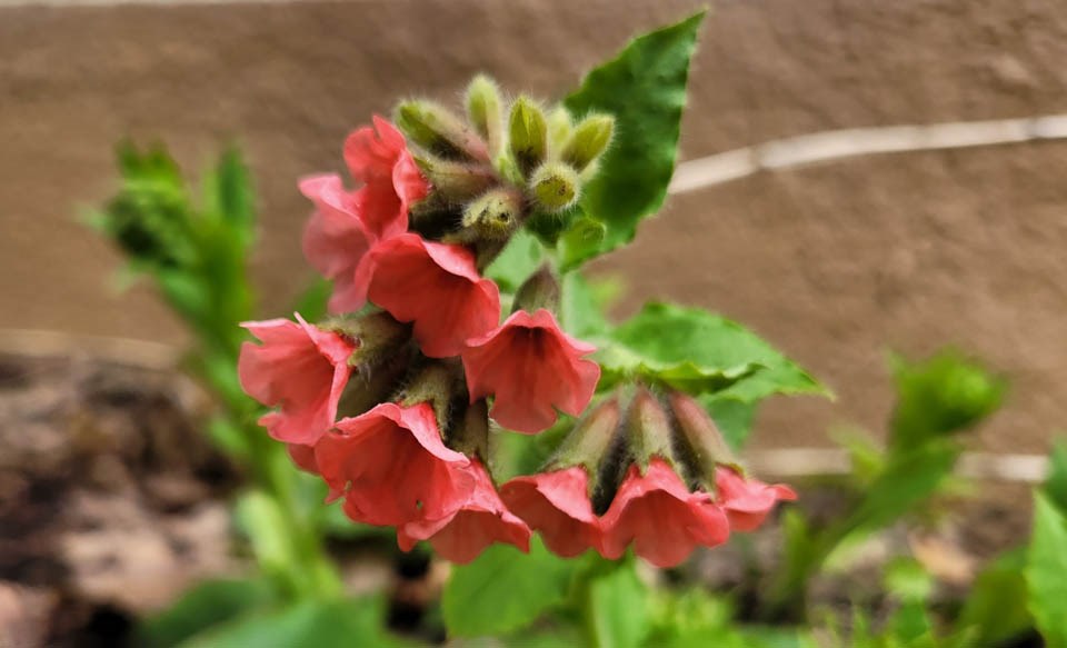 2512_p-rubra