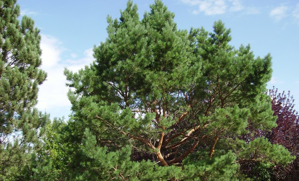 2518-scots-pine