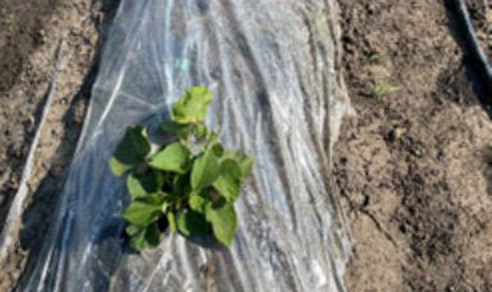 Sweet potato plants planted in June, photographed on July 5, 2024.