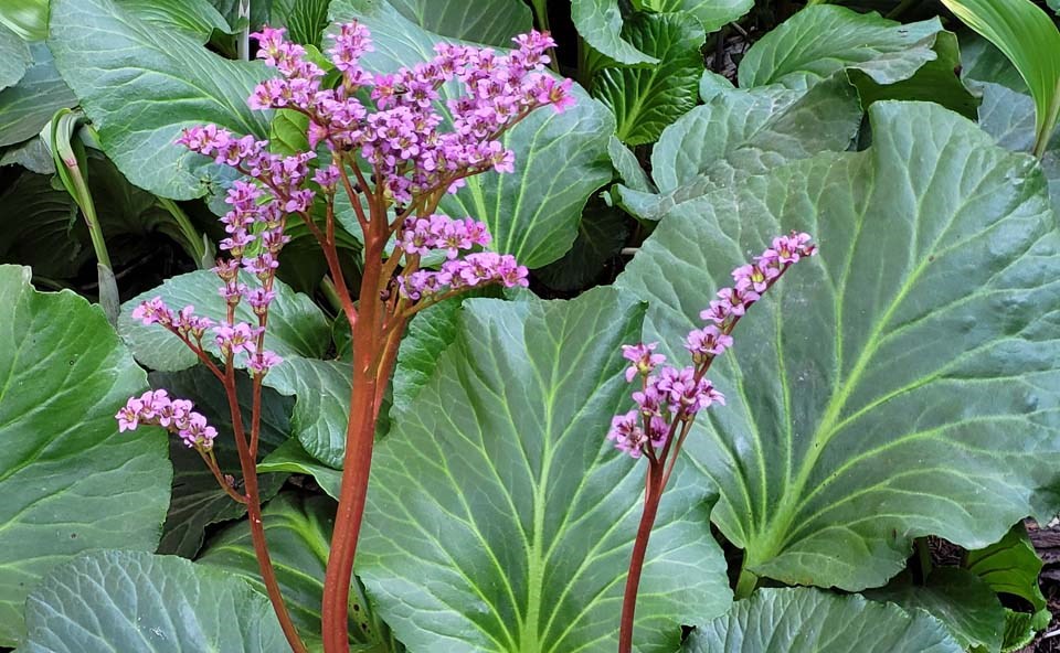 Bergenia in bloom in late May.