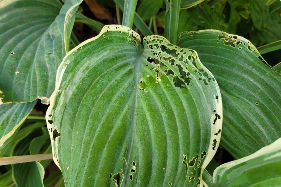 2525-hosta
