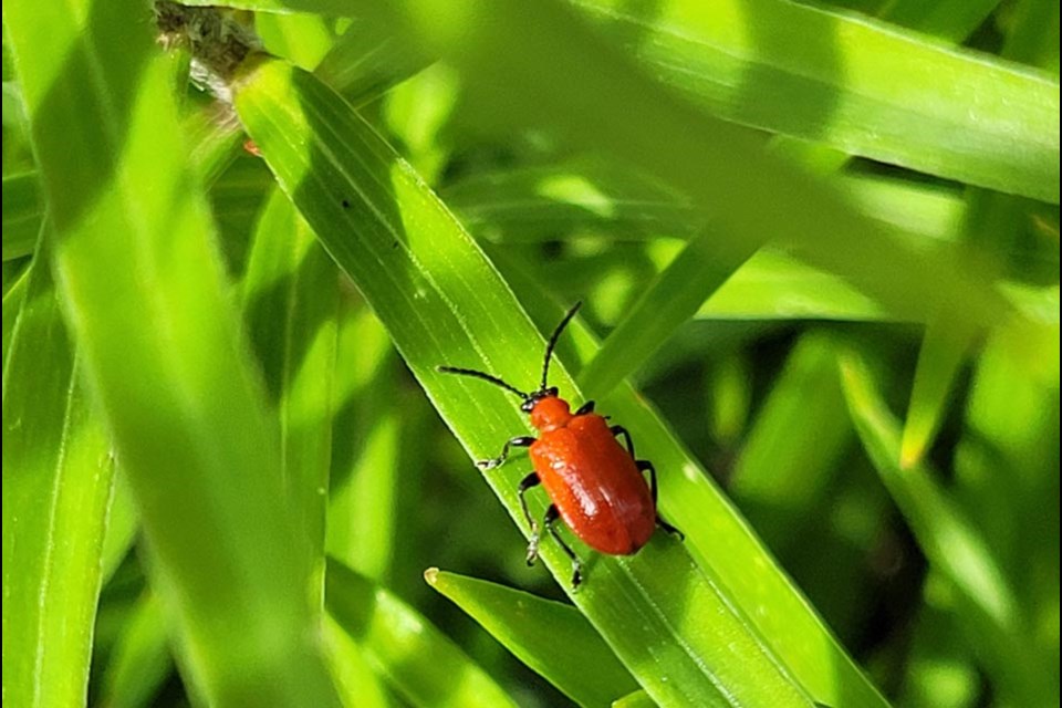 Distinct adult lily beetle.
