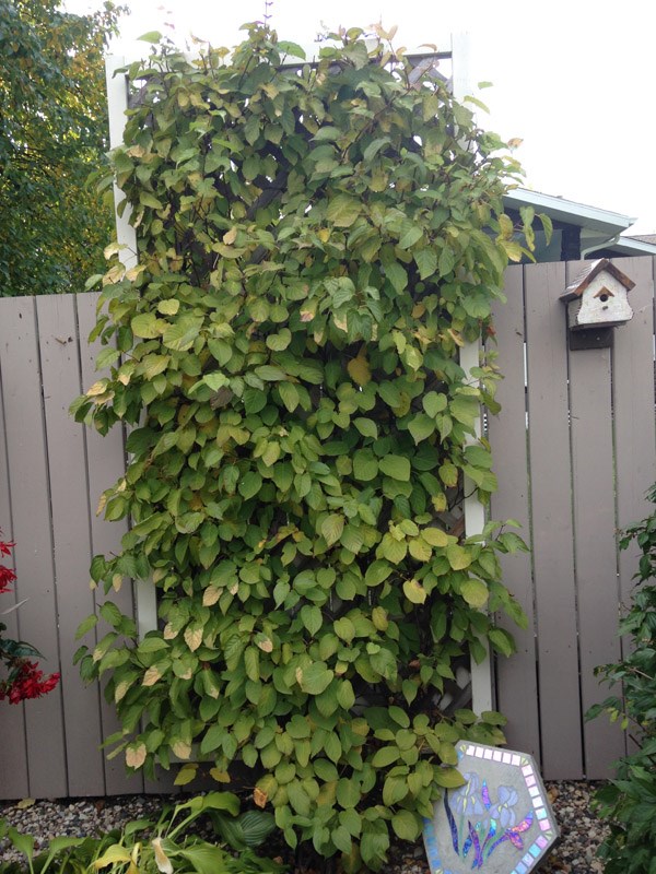 2526-kiwi-vine