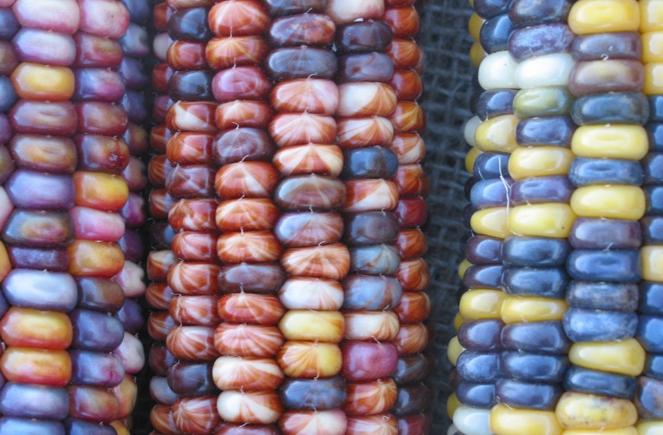 2527-ornamental-corn