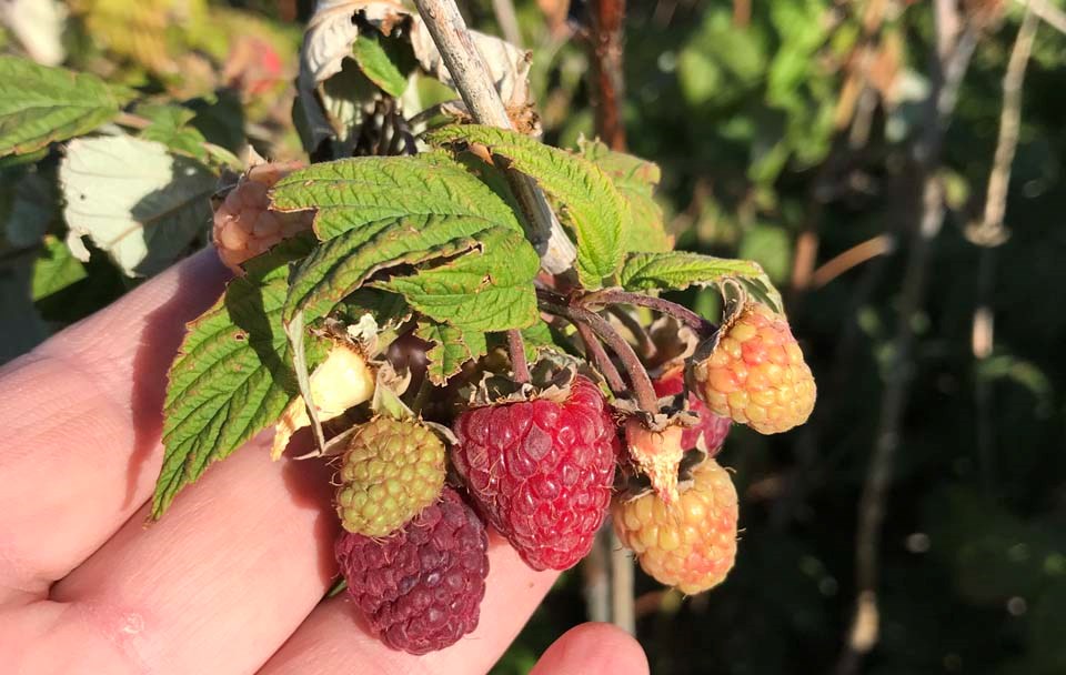 Overripe, ripe and underripe raspberry fruit on the cane.