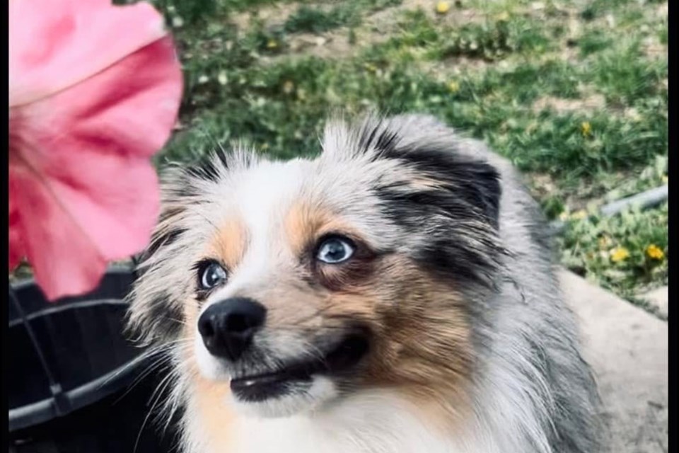 Winston eating flower petals.