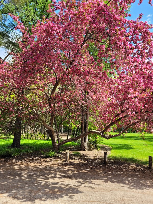 crabapple-in-bloom-may262024