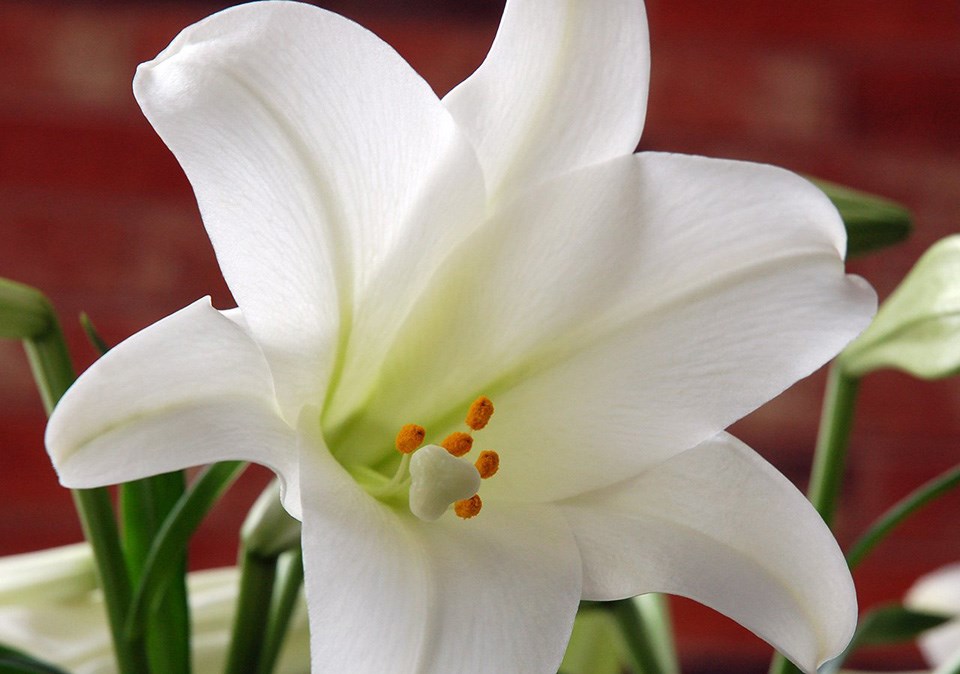easter-lily-0415