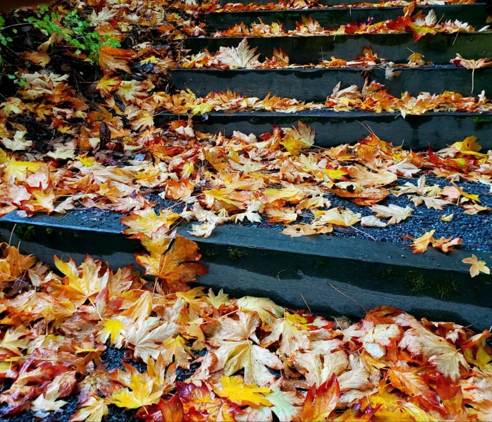 fall-leaves-large