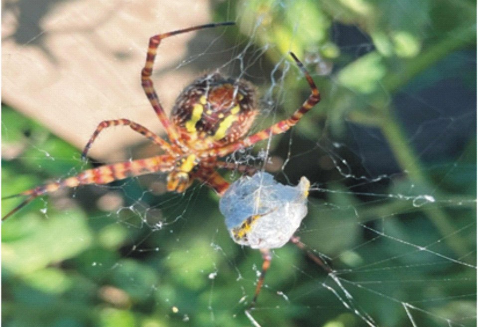 spider-sack