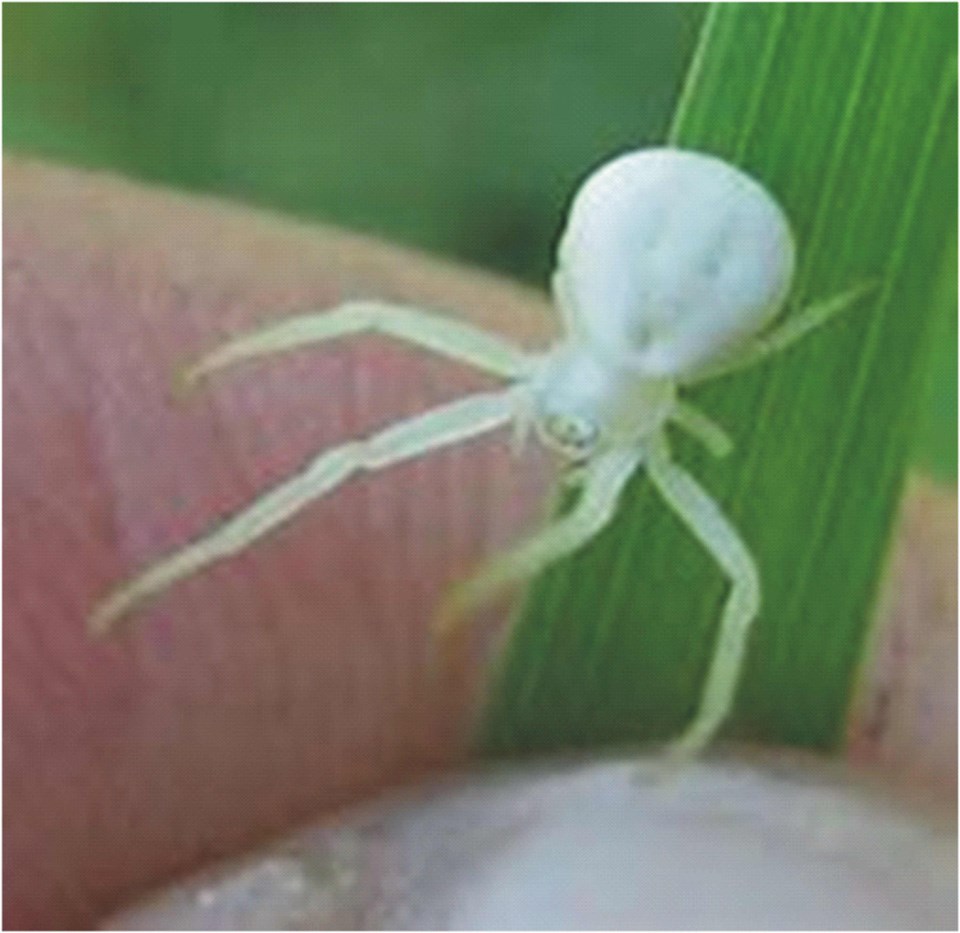 spider-white