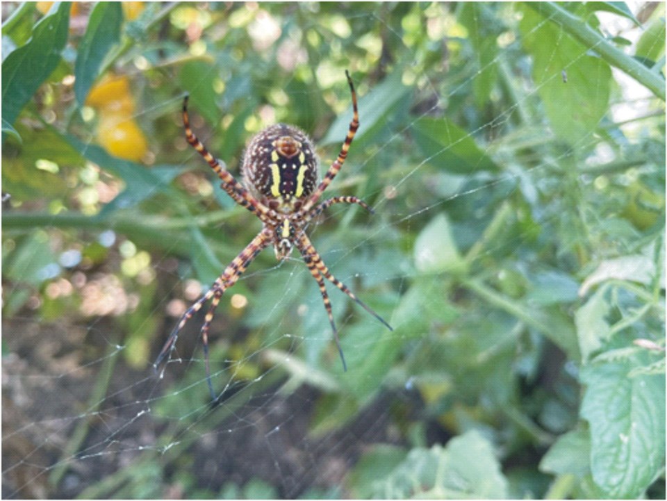 spider