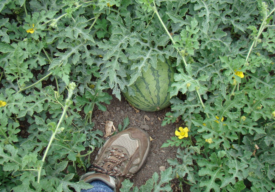 watermelon-by-my-foot